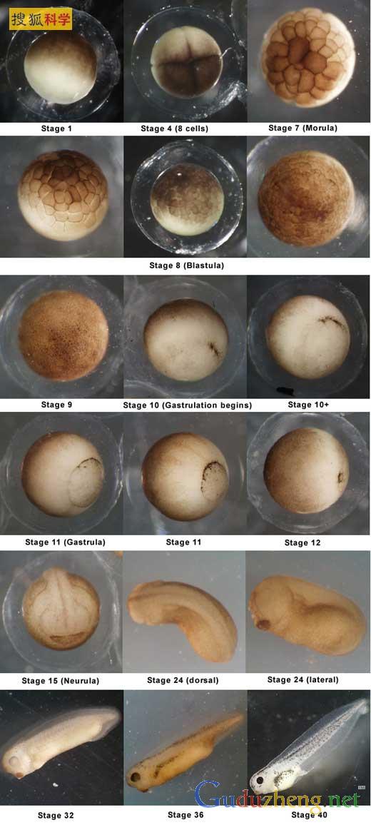 光滑爪蟾胚胎发育过程